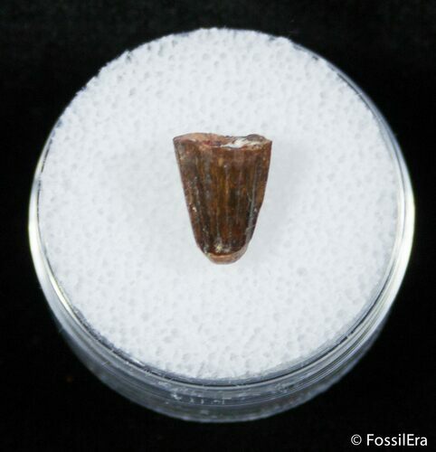 Small Fossil Crocodile Tooth - Tegana Formation #2859